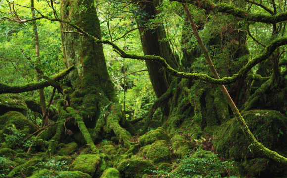 屋久島 Yakushima